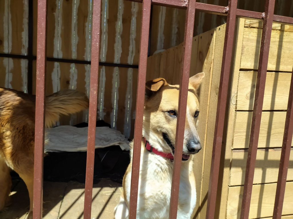 Безпритульні тварини на вулицях Запоріжжя: що змінила війна та як вирішують проблему
