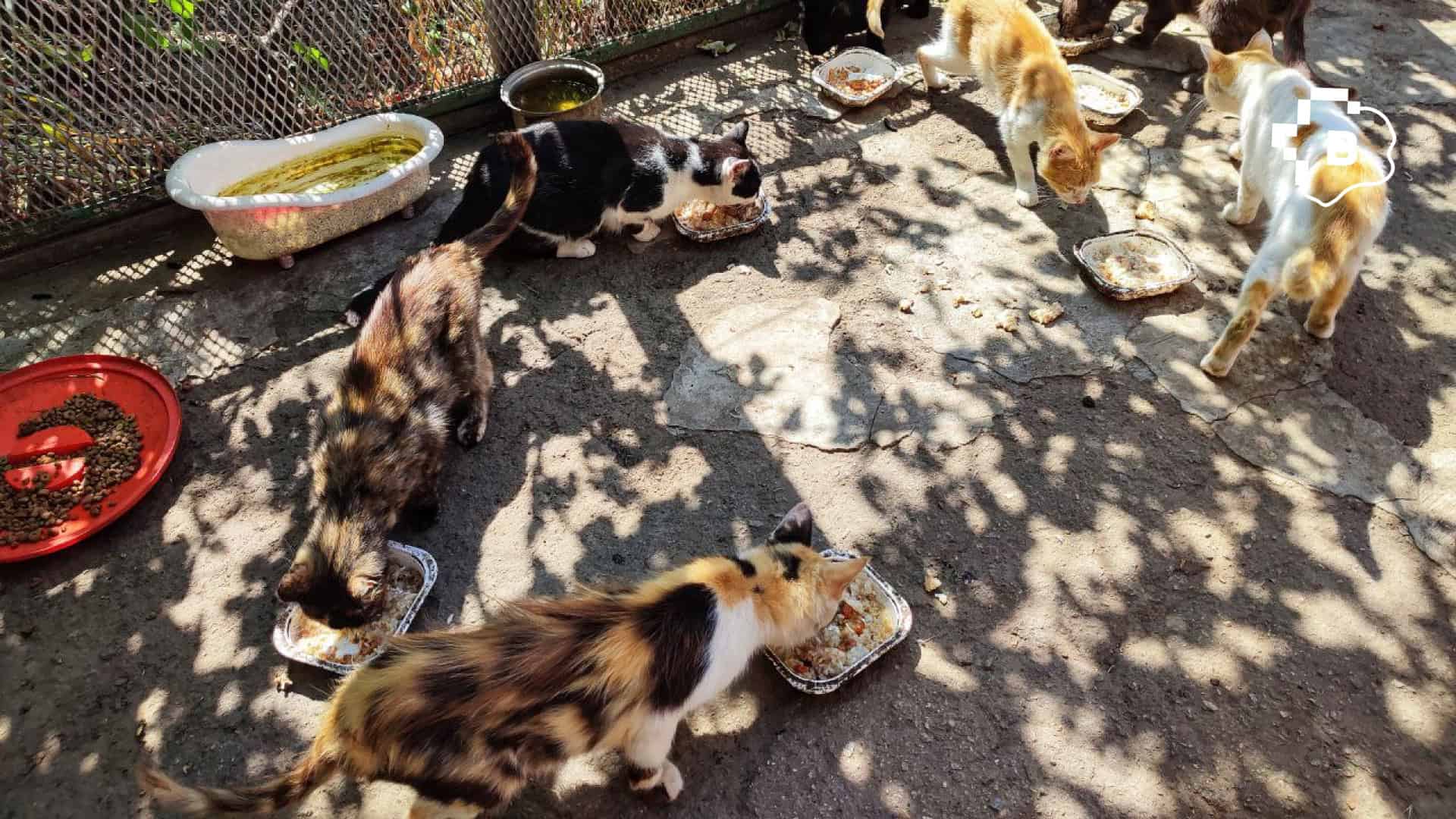 «Ми не можемо їх залишити й просто поїхати»: фоторепортаж про оріхівське подружжя, яке годує більше 50-ти тварин