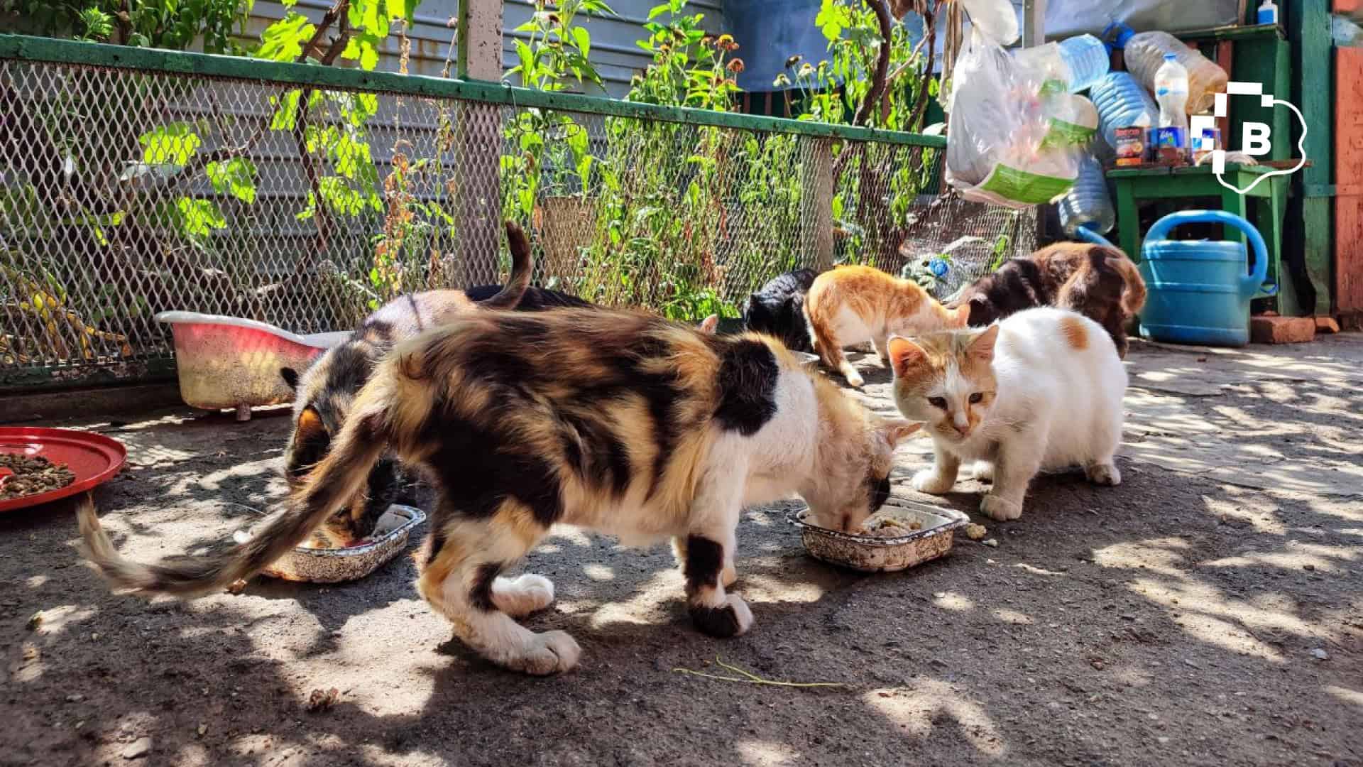 «Ми не можемо їх залишити й просто поїхати»: фоторепортаж про оріхівське подружжя, яке годує більше 50-ти тварин