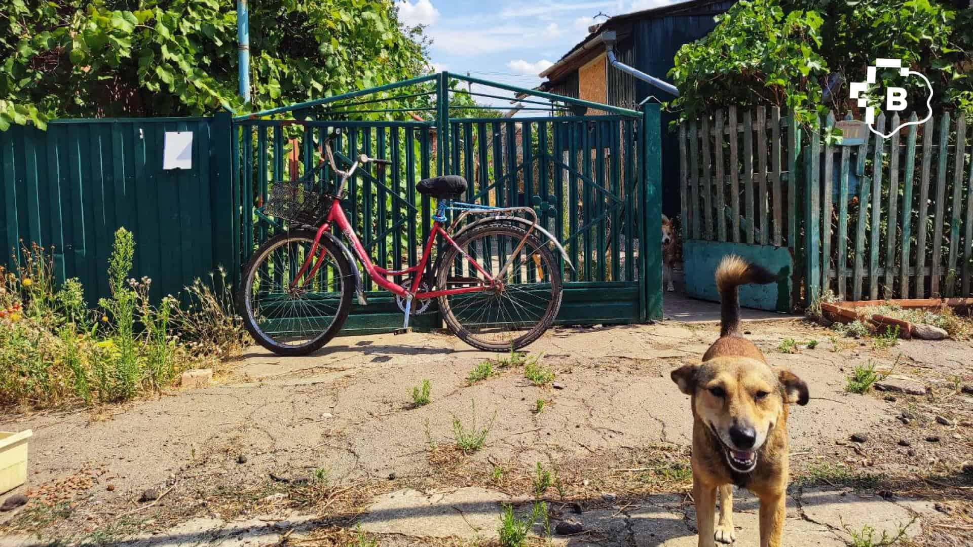 «Ми не можемо їх залишити й просто поїхати»: фоторепортаж про оріхівське подружжя, яке годує більше 50-ти тварин