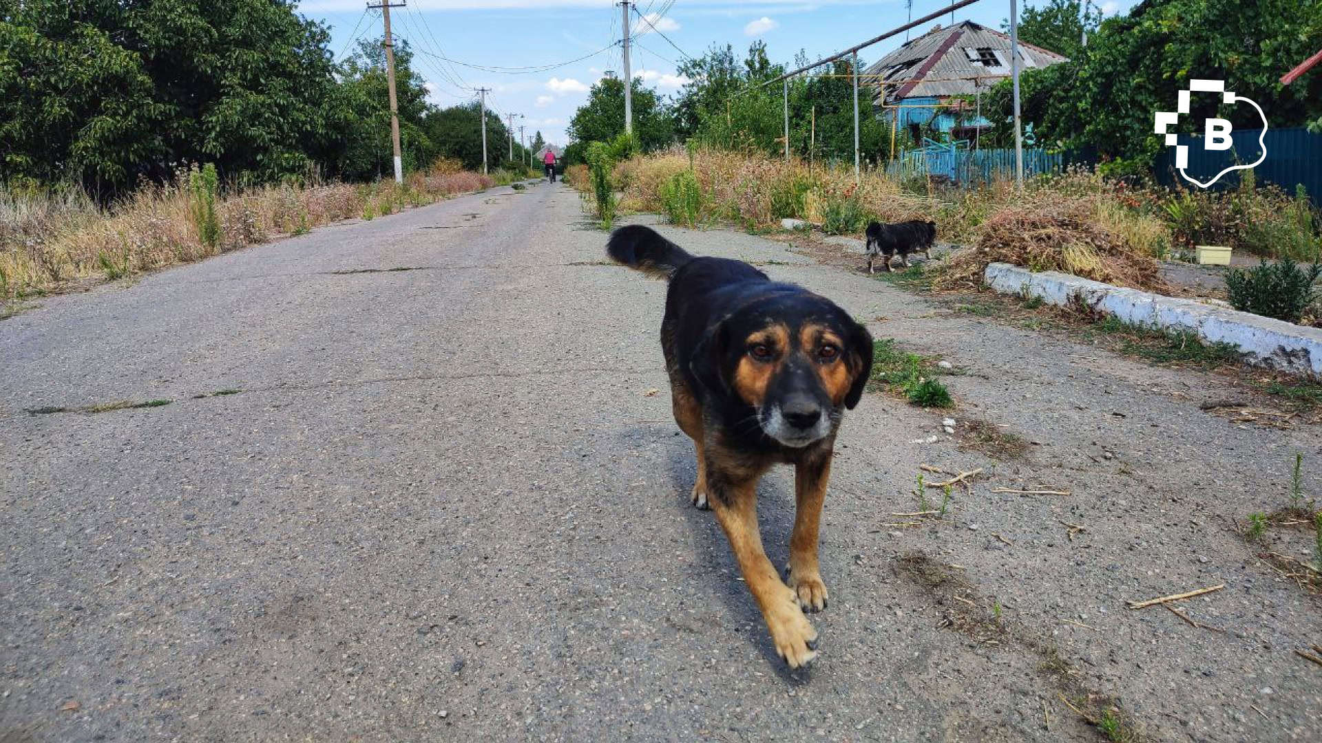 «Ми не можемо їх залишити й просто поїхати»: фоторепортаж про оріхівське подружжя, яке годує більше 50-ти тварин