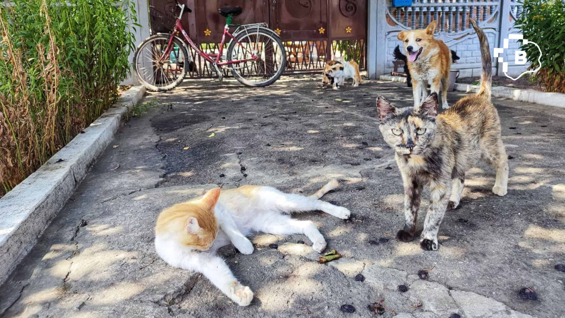 «Ми не можемо їх залишити й просто поїхати»: фоторепортаж про оріхівське подружжя, яке годує більше 50-ти тварин