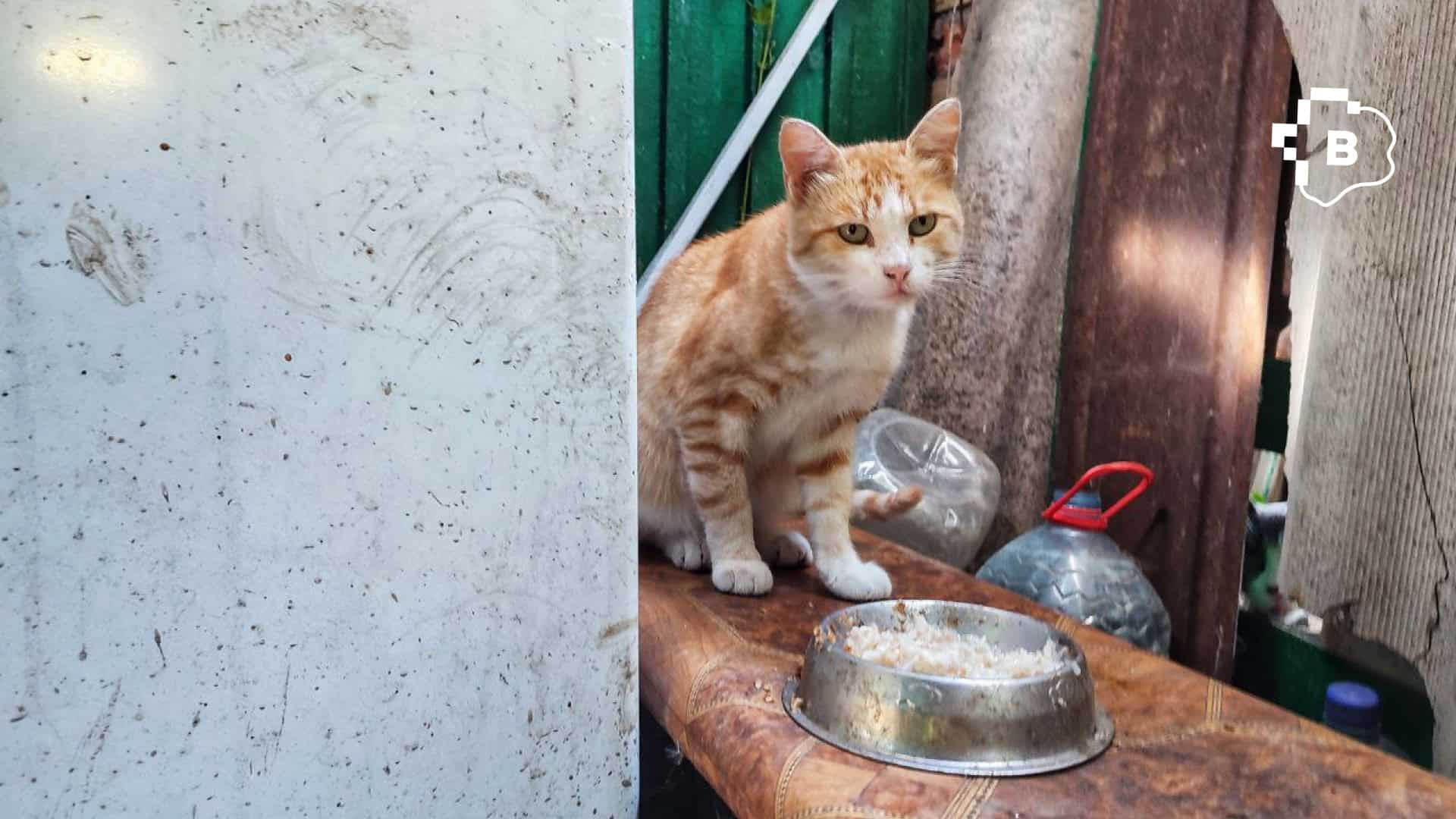 «Ми не можемо їх залишити й просто поїхати»: фоторепортаж про оріхівське подружжя, яке годує більше 50-ти тварин