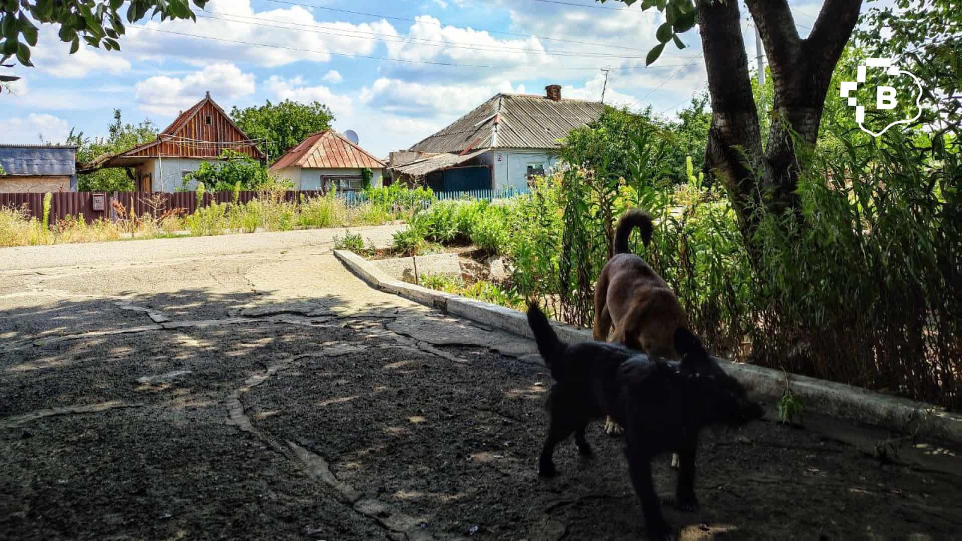 «Ми не можемо їх залишити й просто поїхати»: фоторепортаж про оріхівське подружжя, яке годує більше 50-ти тварин