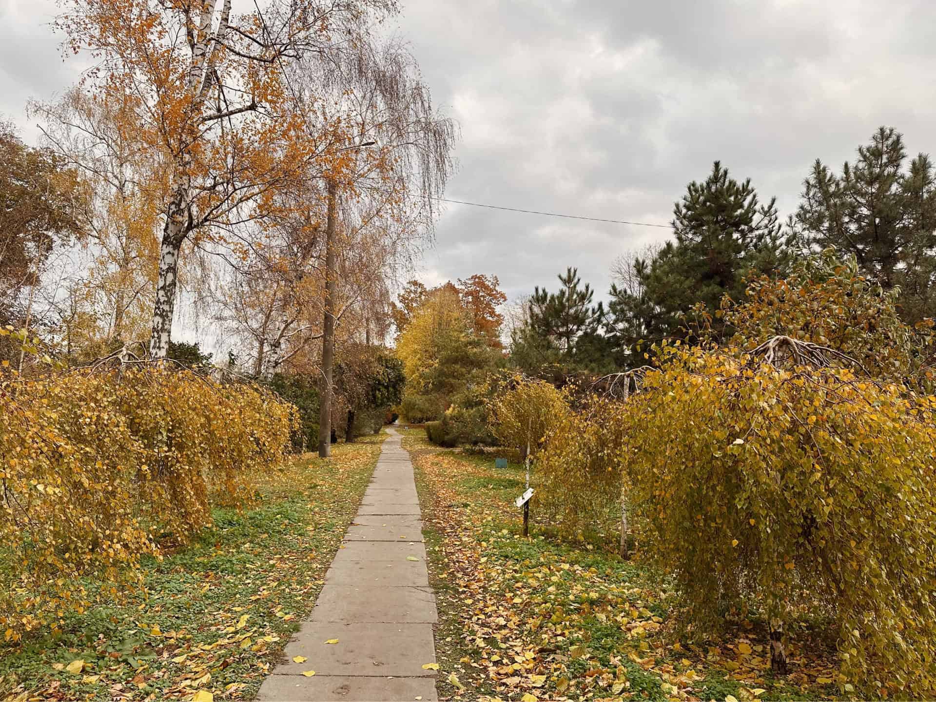 Прогулянка Запорізьким ботанічним садом у листопаді. ФОТОРЕПОРТАЖ