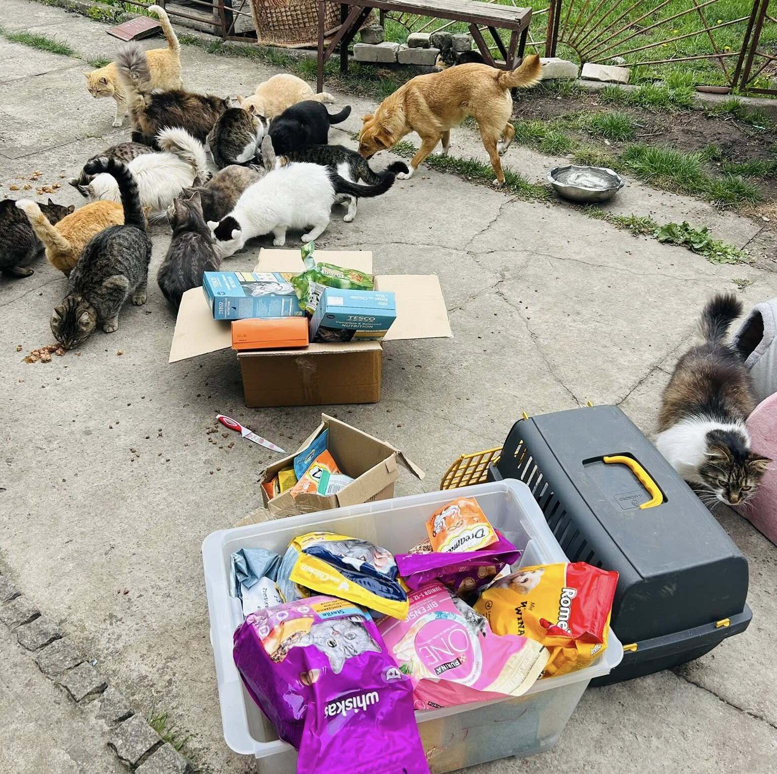 У Павлівській громаді волонтери продовжують підтримувати покинутих через війну тварин