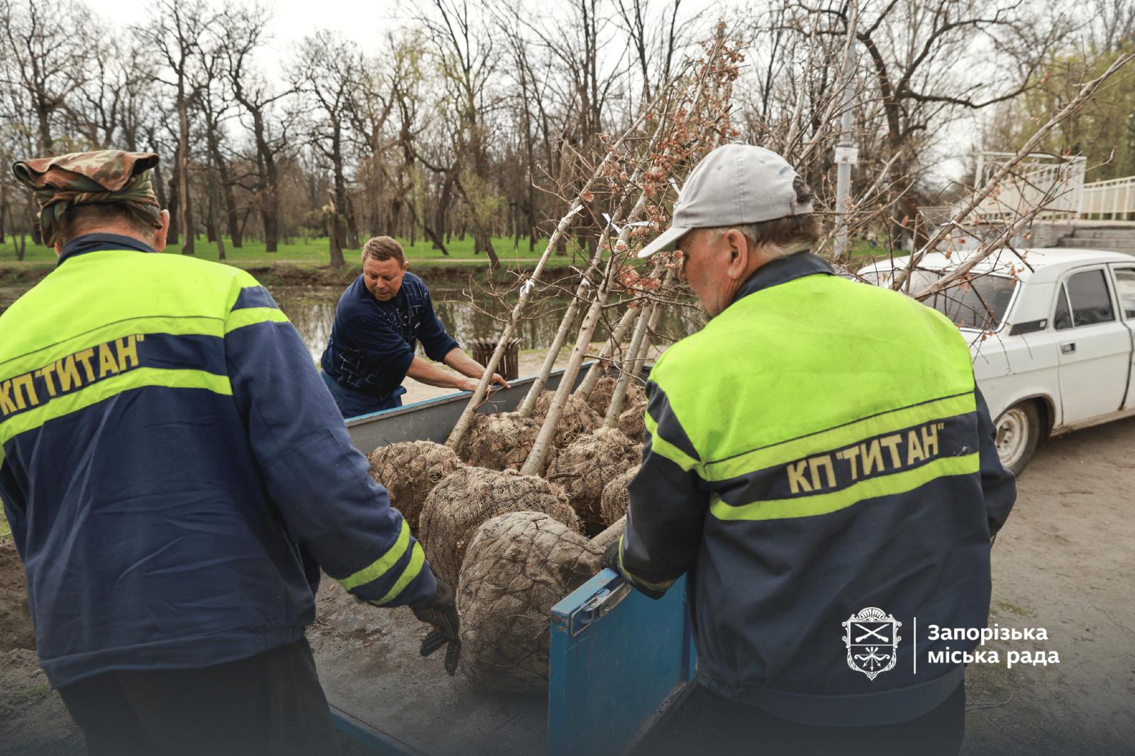 У «Дубовому гаю» Запоріжжя планують висадити ще 100 молодих дубів